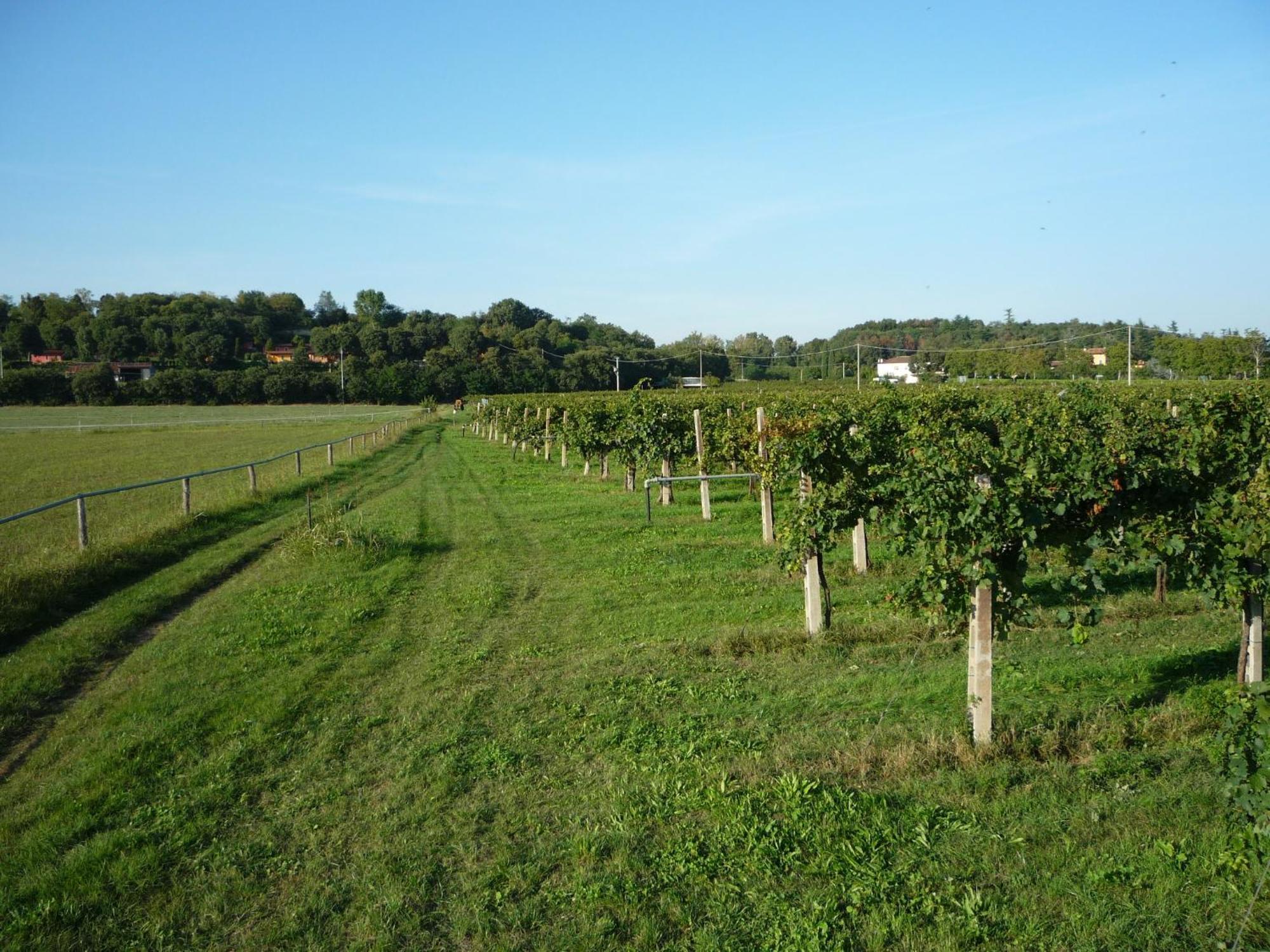 Agriturismo Lupo Bianco 몬잠바노 외부 사진