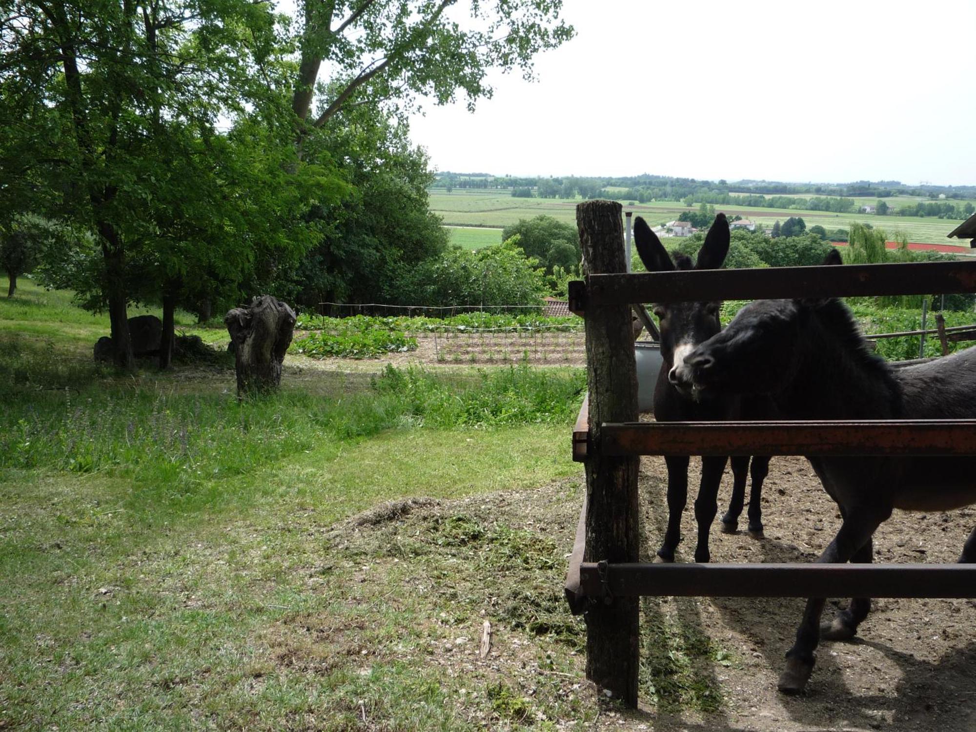 Agriturismo Lupo Bianco 몬잠바노 외부 사진